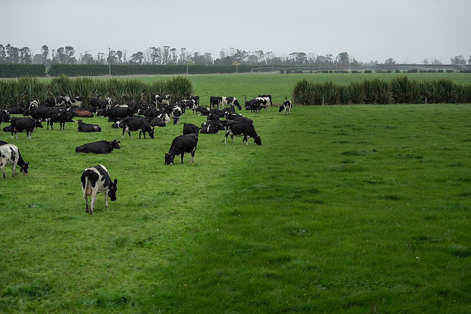 Dairy cows grazing on a green pasture